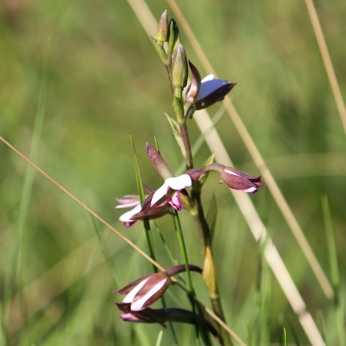 03-flowers-orchid-eulophia-hians-var-nutans-img_7527