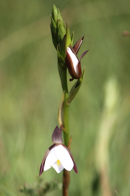 03-flowers-orchid-eulophia-ovalis-var-bainesii-img_7536