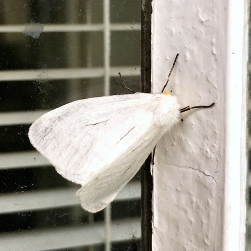 05-invertebrates-moth-img_3989