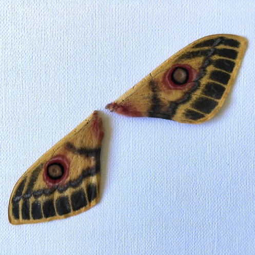 05-invertebrates-moth-wounded-emperor-neobunaeopsis-arabella-img_4011