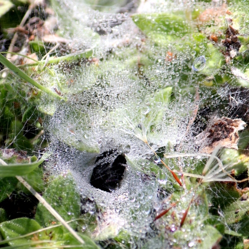 05-invertebrates-spider-web-img_7545