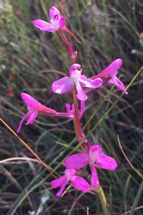 Orchid Disa orephila subsp erecta IMG_7968