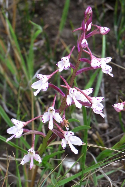 Orchid Disa orephila subsp orephila IMG_1622