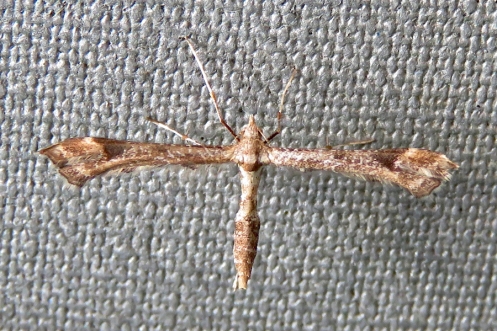 03 05 Plume moth sp Family Pterophoridae IMG_2545