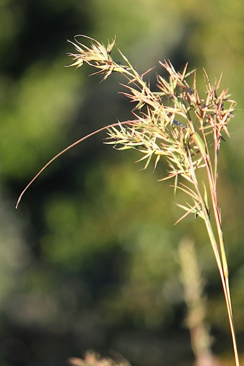 03 Flora Cymbopogon excavatus Broad-leaved Turpentine Grass IMG_0765
