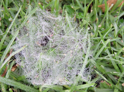 04 Black and white hammock-web spider, Microlinyphia sterilis, family Linyphiidae a IMG_2542