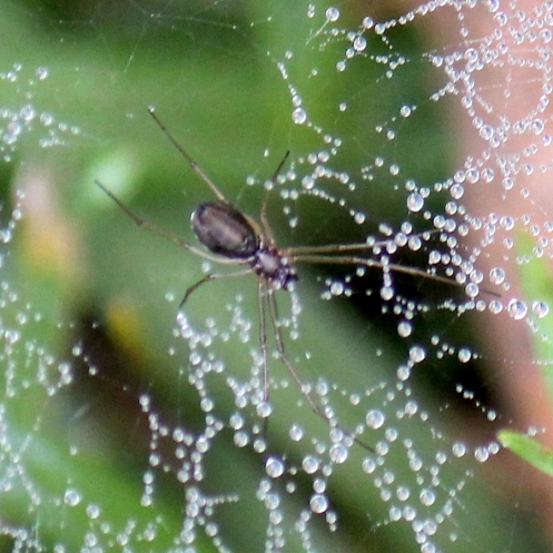 04 Black and white hammock-web spider, Microlinyphia sterilis, family Linyphiidae b IMG_0931b