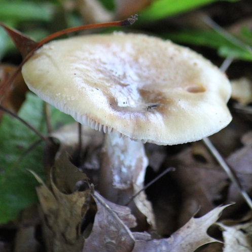 04 Fungi Amanita phalloides IMG_0781
