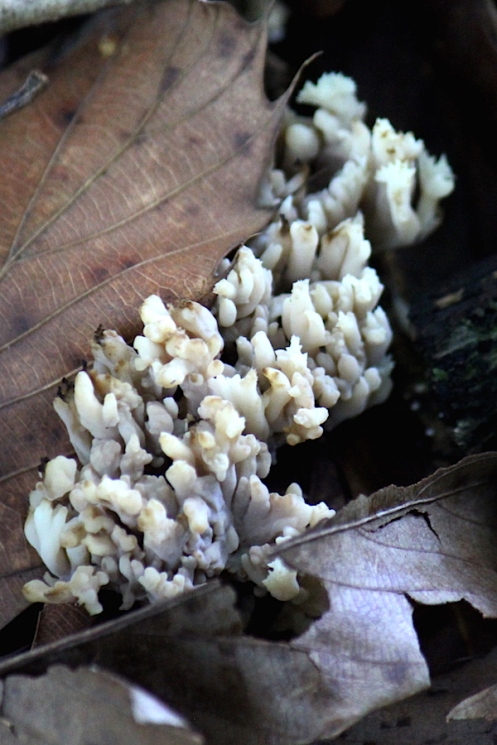 04 Fungi Clavulina cristata Crested Coral Fungus IMG_0791