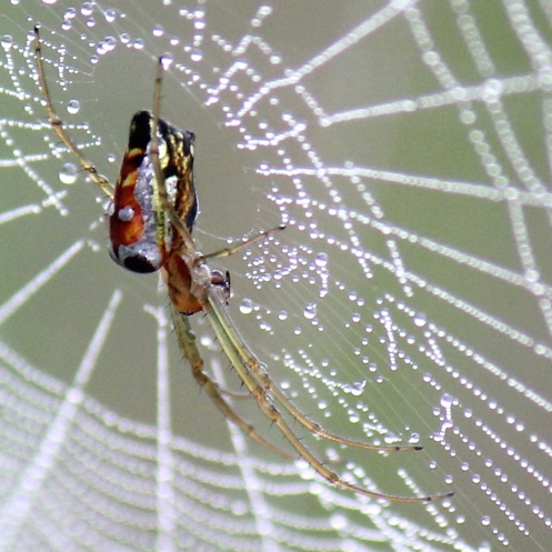 04 Masked vlei spider, Leucauge decorata, family Tetragnathidae IMG_0916b