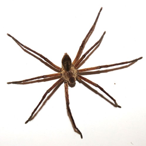 04 Rain spider Family Heteropodidae Genus Palystes IMG_2530