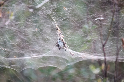 04 Tropical tent-web spider, Cyrtophora citricola b IMG_0923