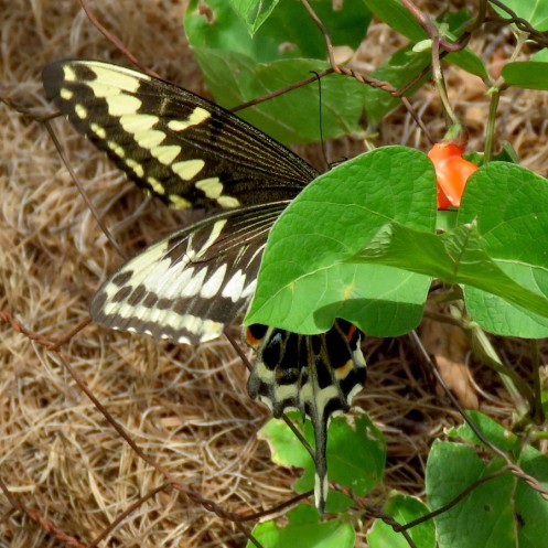 05 Invertebrates 01 Papilio ophidicephalus Emperor Swallowtail IMG_2244
