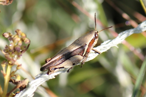 05 Invertebrates Grasshopper IMG_0777