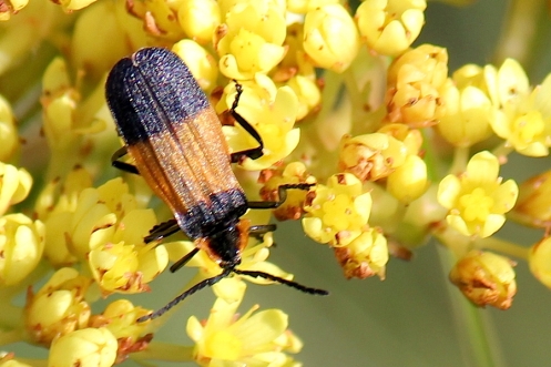 05 Invertebrates Net-winged Beetle IMG_0758
