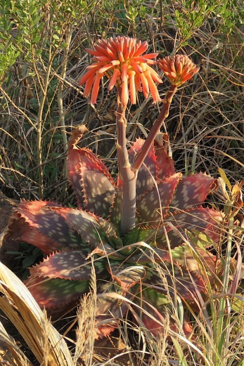 02 01 Aloe maculata IMG_3938