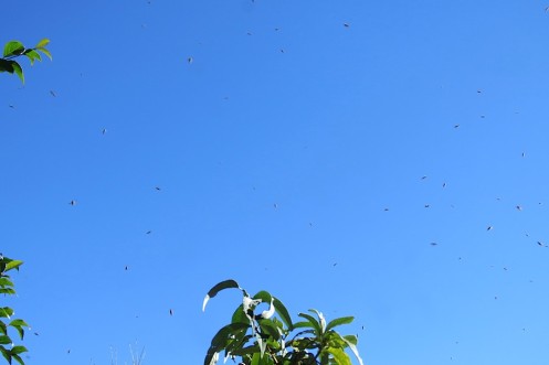 03 Honey Bees Apis mellifera IMG_3913