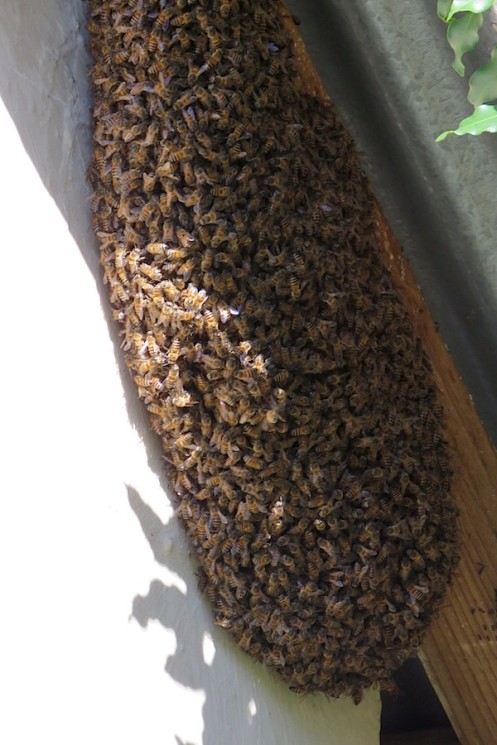 03 Honey Bees Apis mellifera IMG_3927