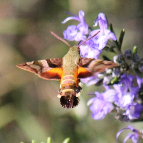 03a African Humming Bird Moth Macroglossum trochilus ssp trochilus IMG_1155
