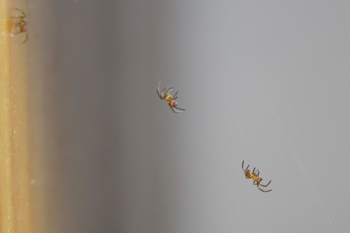 03b Spiderlings IMG_4424