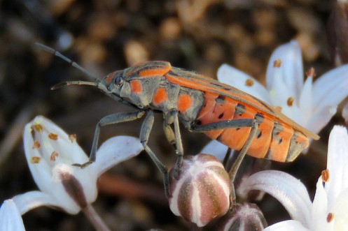 04 Insects Milkweed Bug Spilostethus sp IMG_4548
