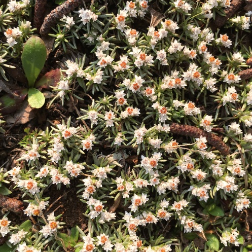02 Flora Helichrysum caespititium IMG_8820