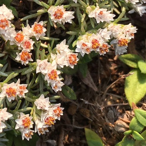 02 Flora Helichrysum caespititium IMG_8822
