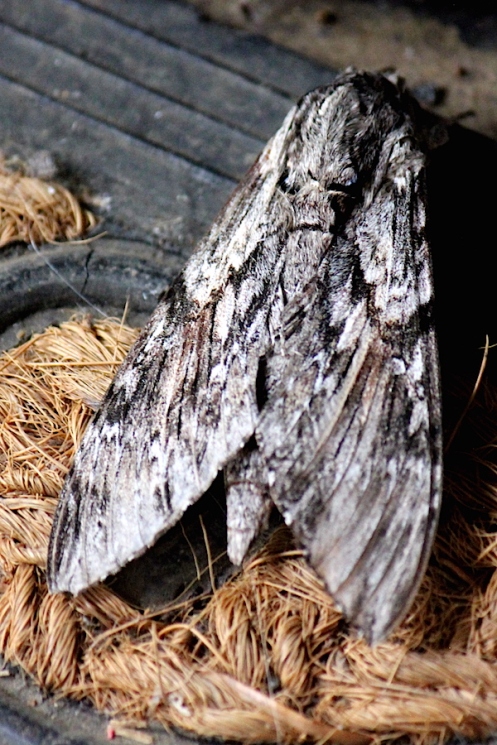 03 Moth Fulvous Hawk Moth Coelonia fulvinotata IMG_1404