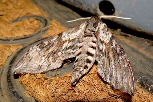 03 Moth Fulvous Hawk Moth Coelonia fulvinotata IMG_4584