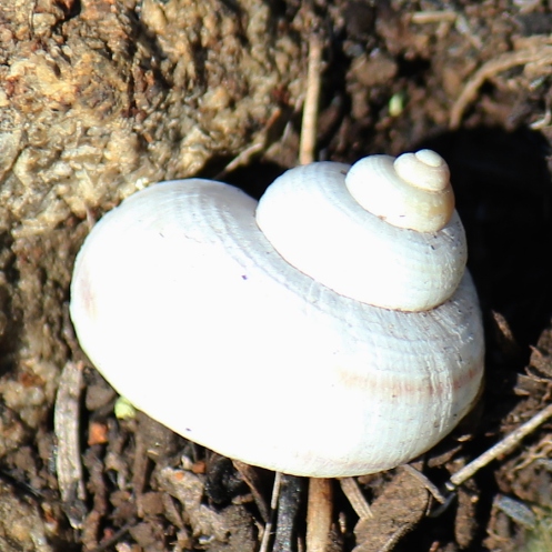 03 Snail shell Many-ridged shuffler Tropidophora plurilirata IMG_1471