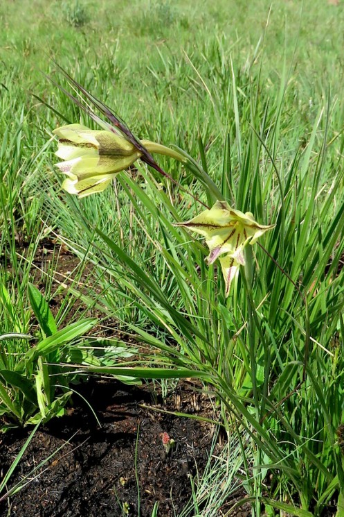 02 Flora Gladiolus longicollis 01 IMG_4987