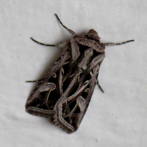 03 Moth IMG_1489