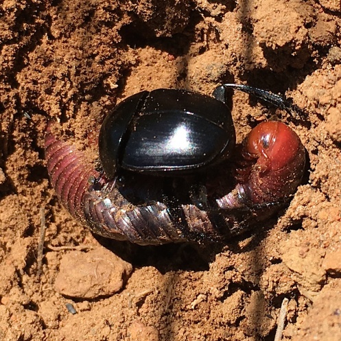 2018 11 04 INR Z Dung Beetle burying a Millepede IMG_9120