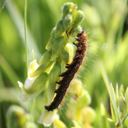 02b Hairy caterpillar IMG_1597