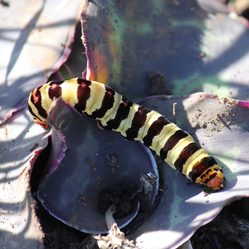 02b Stripey caterpillar IMG_1572