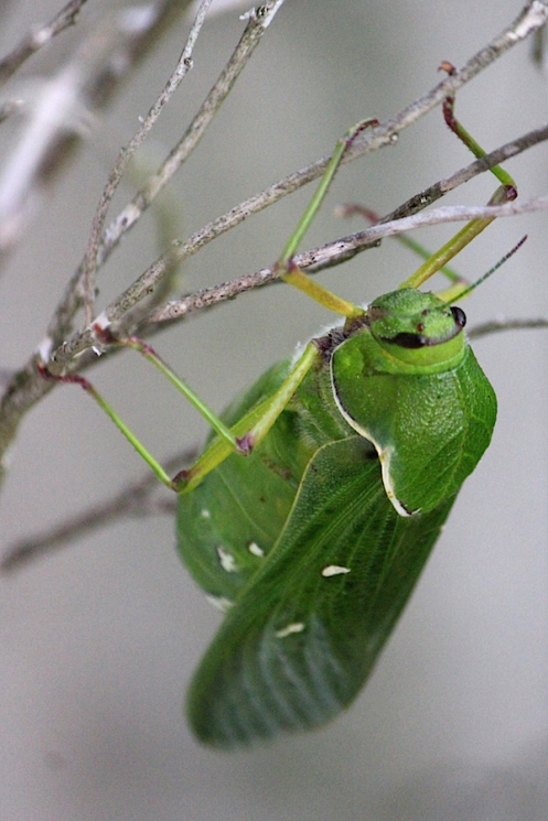 03 Bladder Grasshopper Pneumora inanis IMG_1957