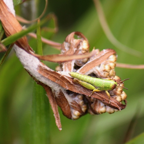 03 Grasshopper Lentula sp IMG_1898