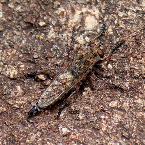 03 Robberfly species IMG_1931