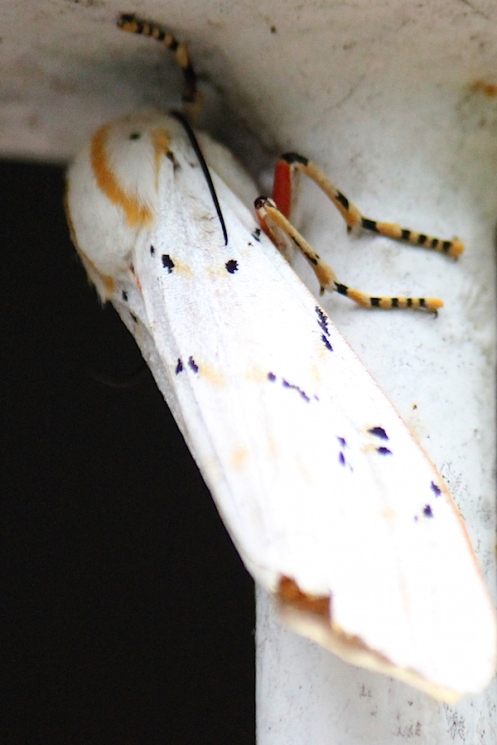 03 Tri-coloured Tiger, Rhodogastria amasis, moth IMG_1975