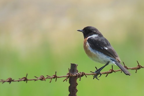 06 African Stonechat IMG_6197