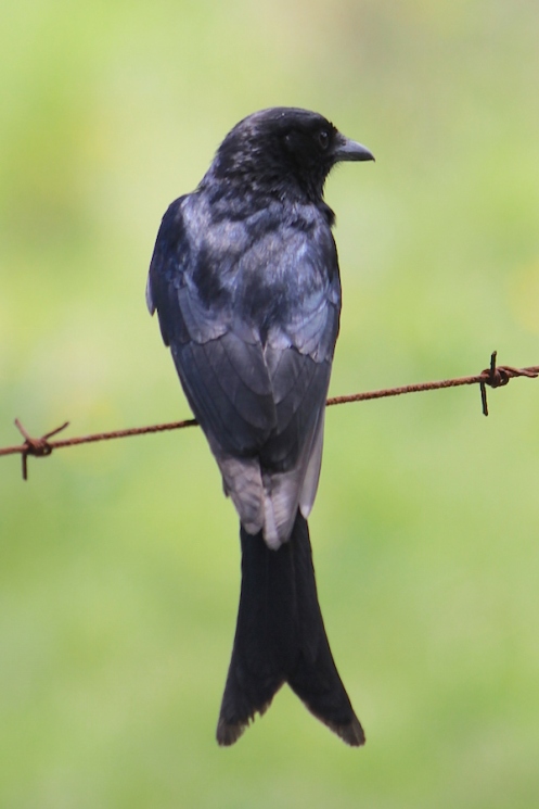 06 Fork-tailed Drongo IMG_1942