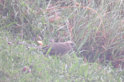 06 Speckled Mousebird IMG_6157