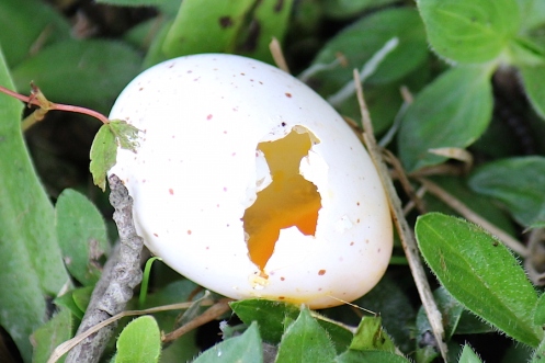 06 a Bird egg IMG_1873
