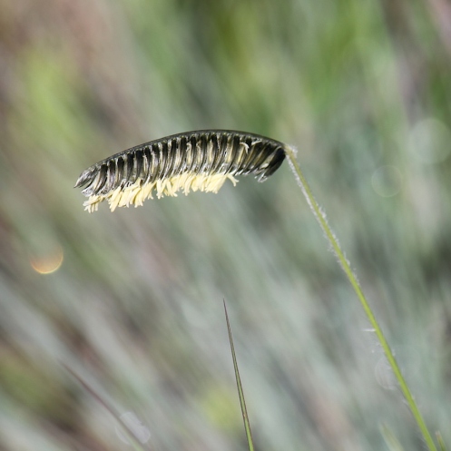 Harpochloa falx Caterpillar Grass IMG_1612