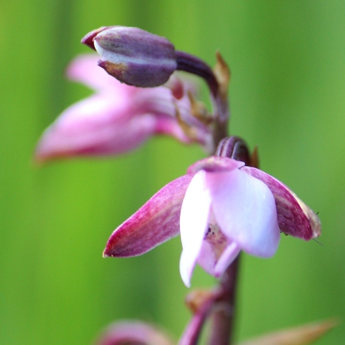 Orchid Eulophia hians var hians IMG_1561