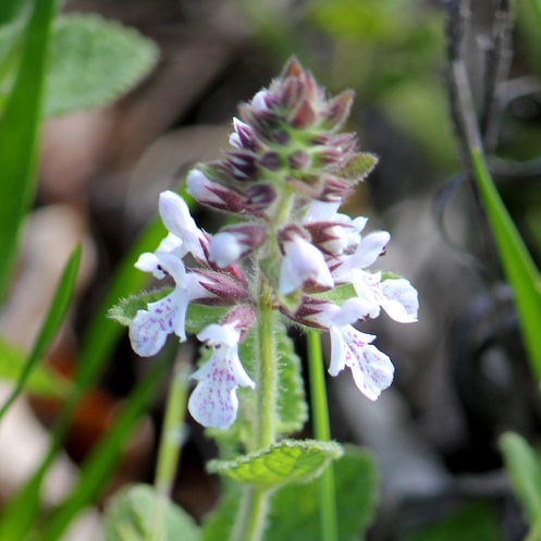 Stachys aethiopica IMG_1560