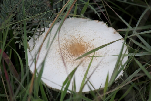 03 Parasol Mushroom Macrolepiota zeheri IMG_2191