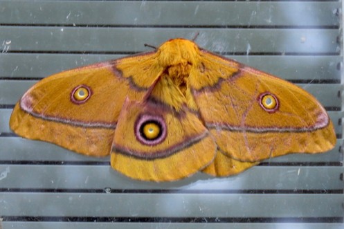 04 an Emperor moth sp, Family Saturniidae IMG_7756