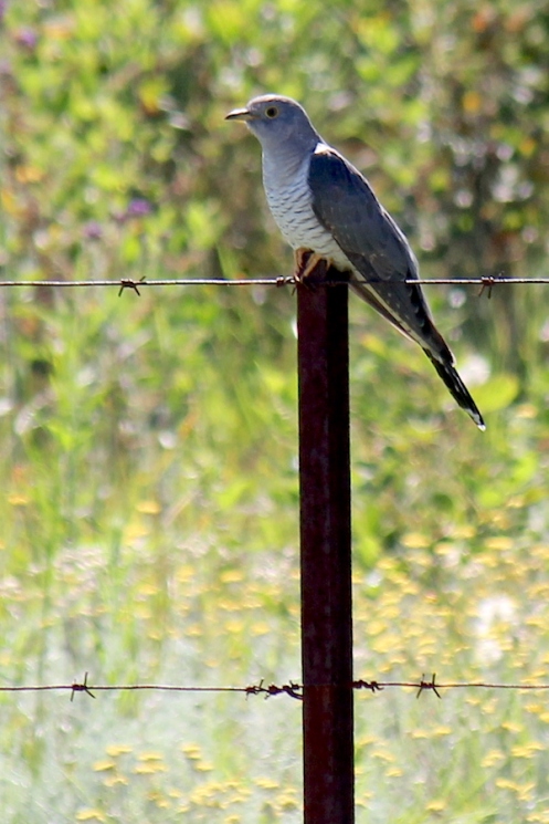 06 African Cuckoo IMG_2236