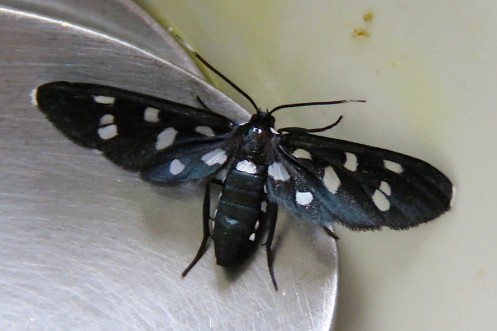 03b Handmaidens moth Family Ctenuchidae IMG_8164
